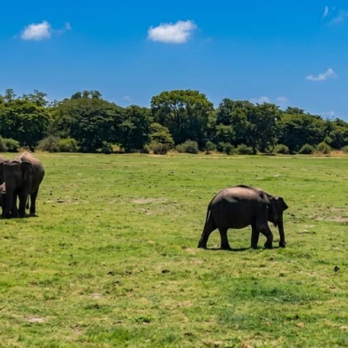 7-Day Sri Lanka Highlights Tour | Private Driver & Custom Route